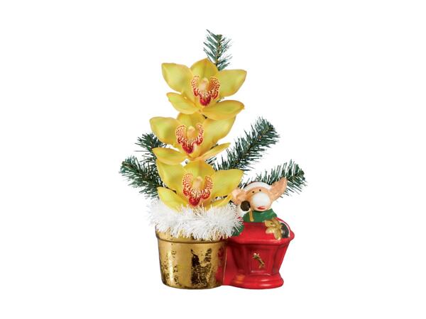 Christmas Gifting Orchid