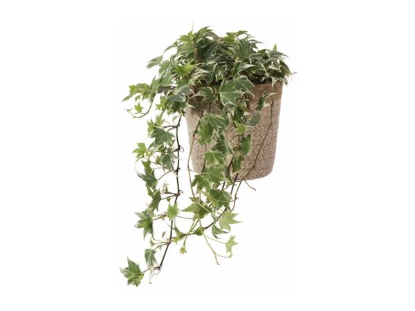 Green Plants in Jute Pots