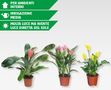 Piante esotiche in fiore GARDENLINE(R)