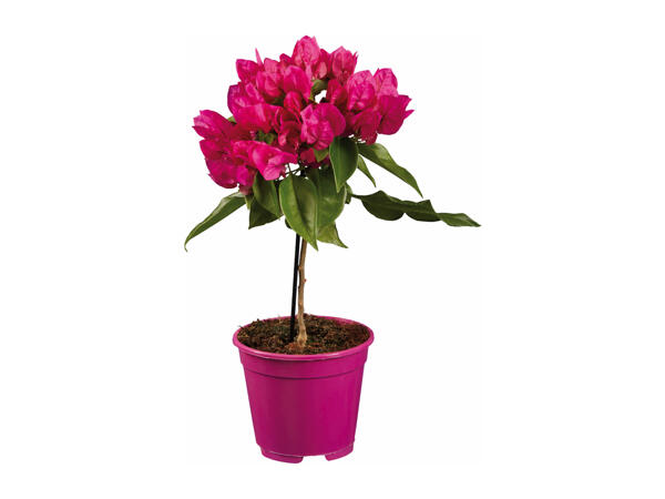 Bougainvillea