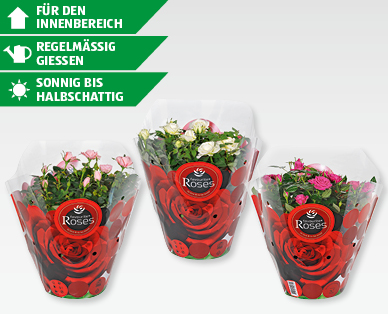 Rosen