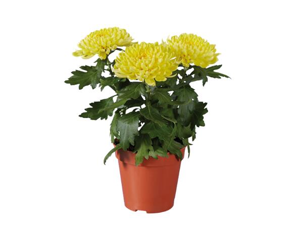 Chrysanthemum