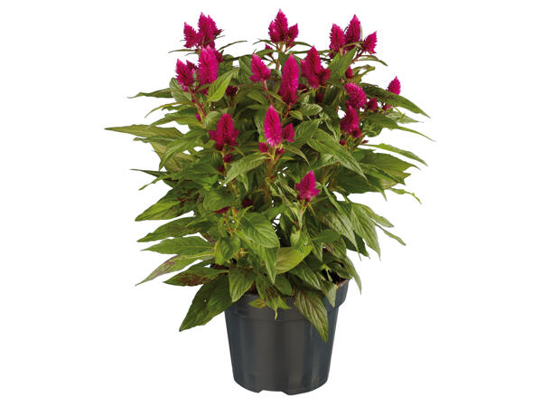 Celosia Caracas