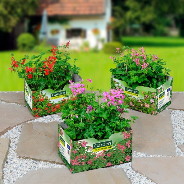 Hængepelargonie