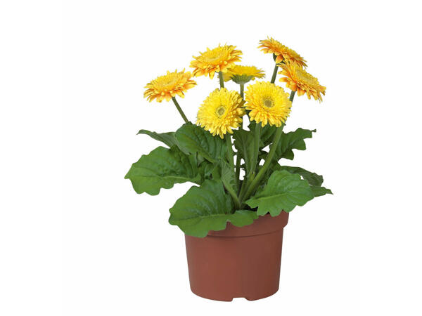 Gerbera