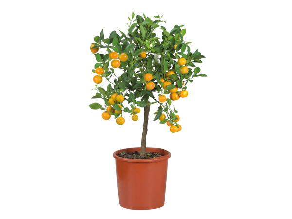 Large Citrus Plants