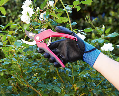 Pruning Shears