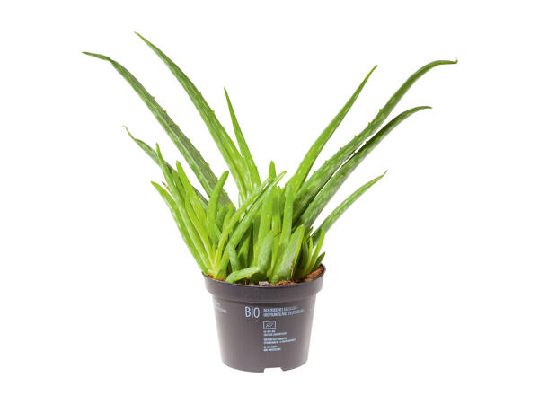 Aloe Vera