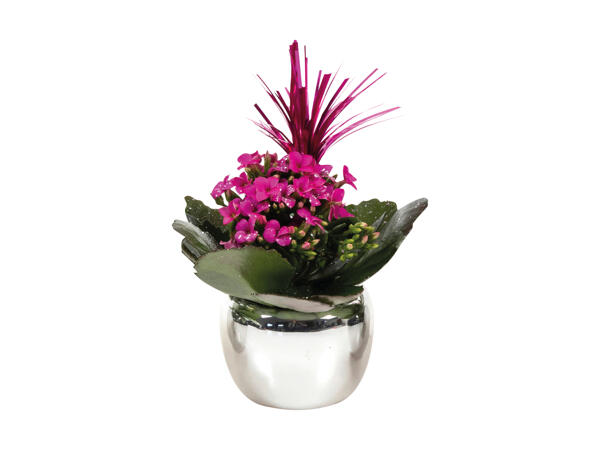 Kalanchoë i sølv keramik