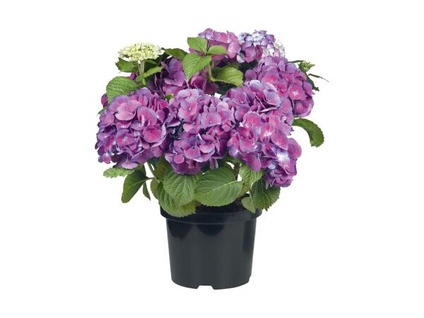 Hortensias XXL