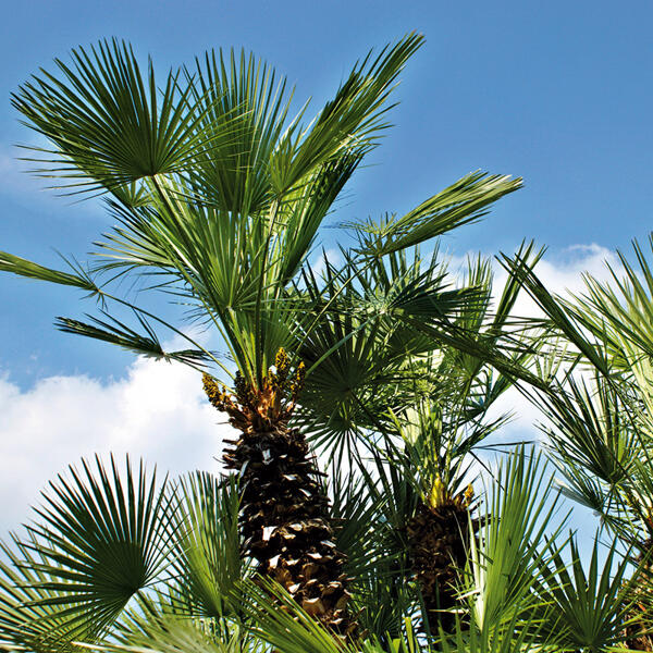 Winterharte Palme