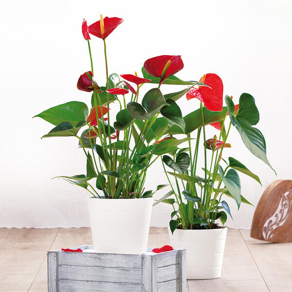 Flamingoblume "Anthurie"