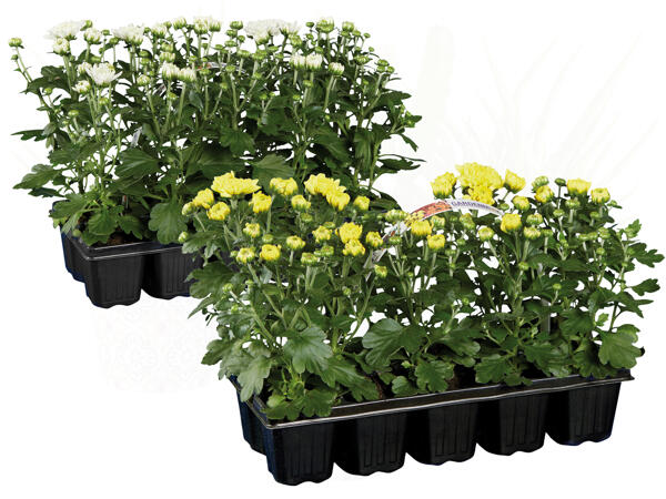 Chrysanthemen, 10er-Tray