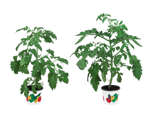 Légumes
