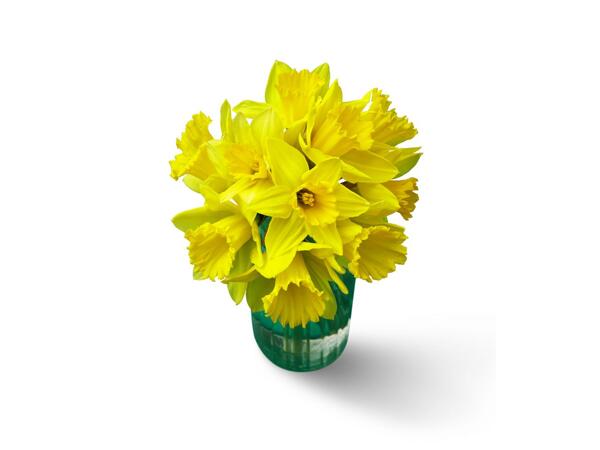 Daffodils