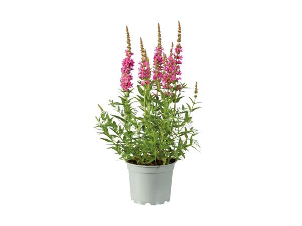 Bee-friendly Perennials