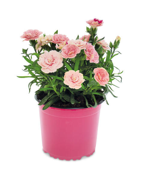1L Pinks