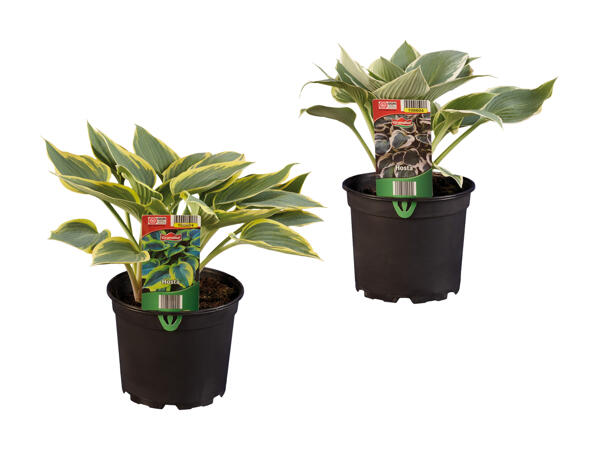 Hosta