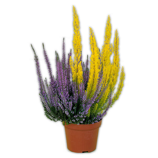 Calluna mit Baumheide