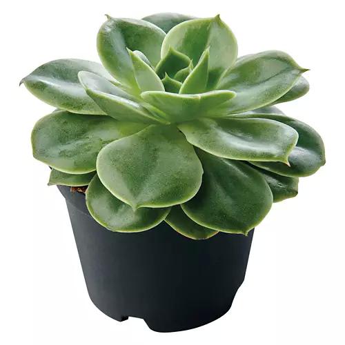 Mini Succulent - Assorted Varieties