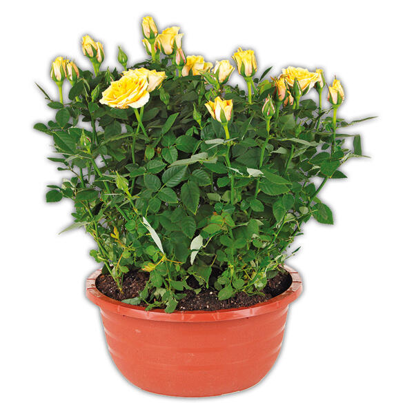 Rosen in Schale