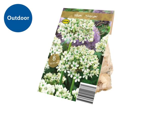 Premium Bulbs Allium "Nigrum"