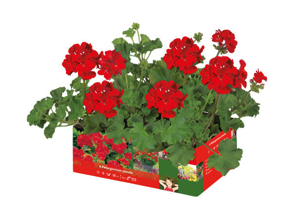 Upright Geraniums