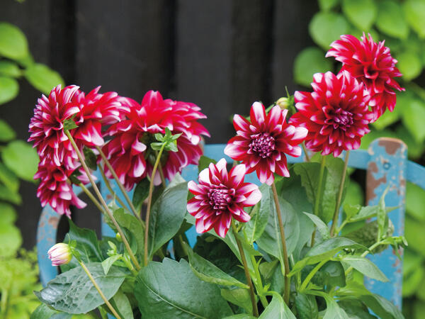 Dahlia
