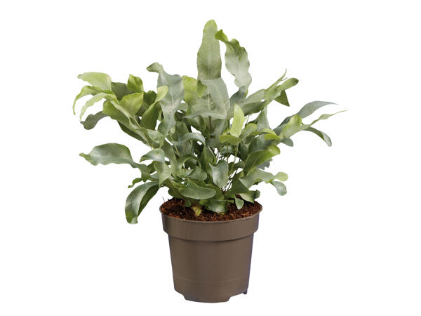 Assorted Ferns