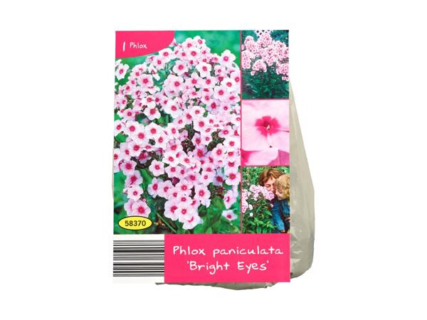 Sætteløg, vinterhårdføre stauder eller blomsterløg