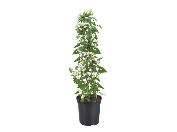 Jasmine Nightshade
