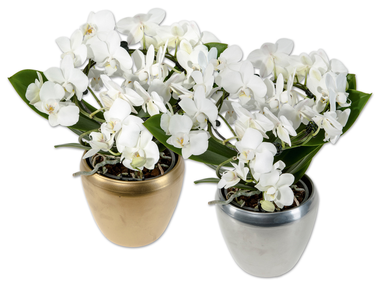 Phalaenopsis in Keramik