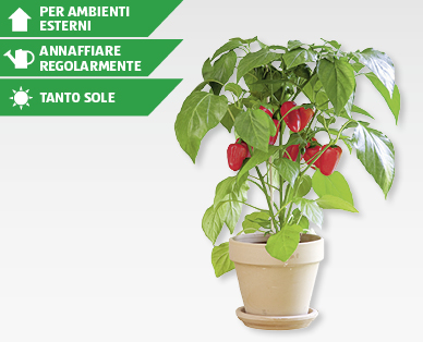 Piantine di verdure con infiorescenze