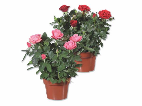 Roses