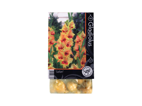 Premium Flowering Bulbs