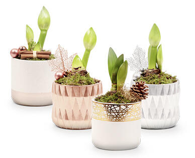 AMARYLLIS