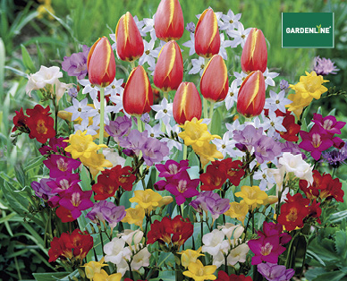 FLOWERING BULB TRAY