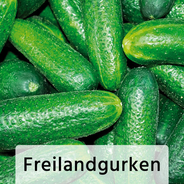 Gemüsepflanze