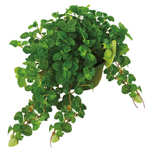 8" Foliage Plant - Assorted Varieties