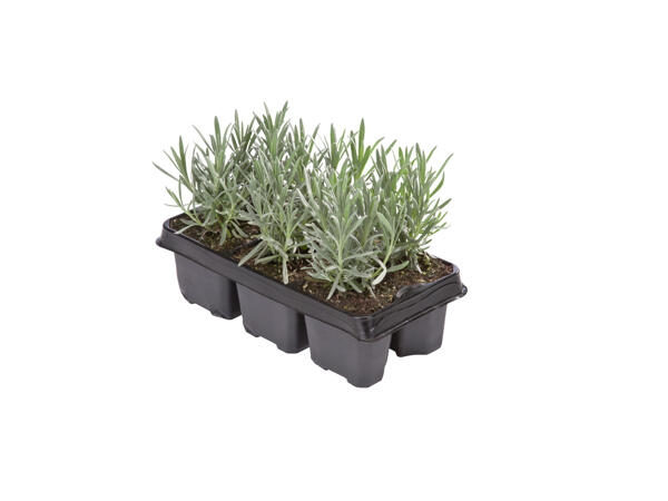 Lavendel angustifolia, 6-pack