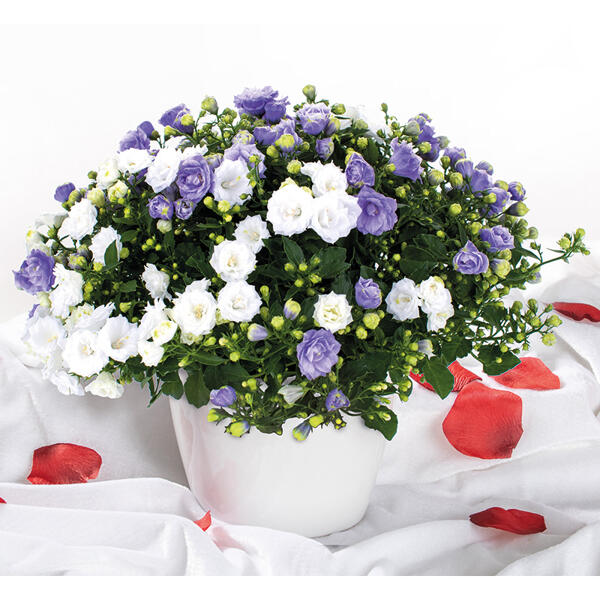 Campanula Multi Mix