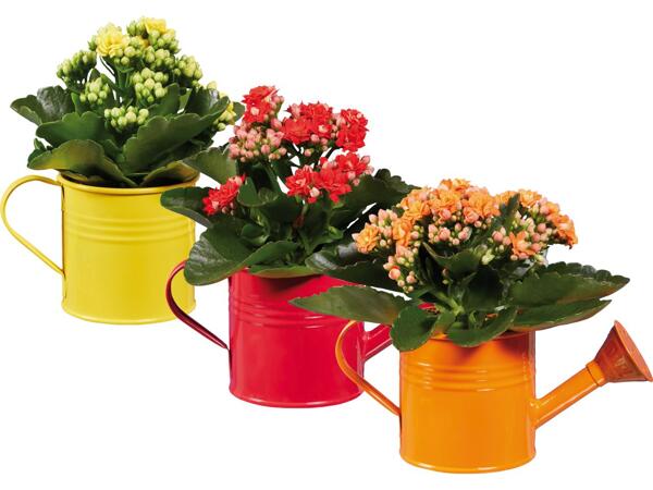 Kalanchoe in Gießkanne