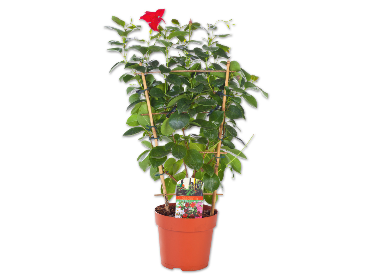 Dipladenia Trio