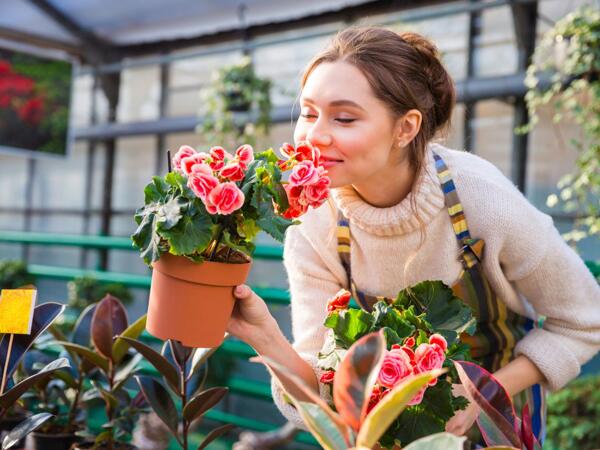 Begonia Selection