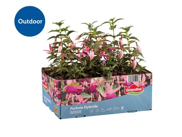 Fuchsia