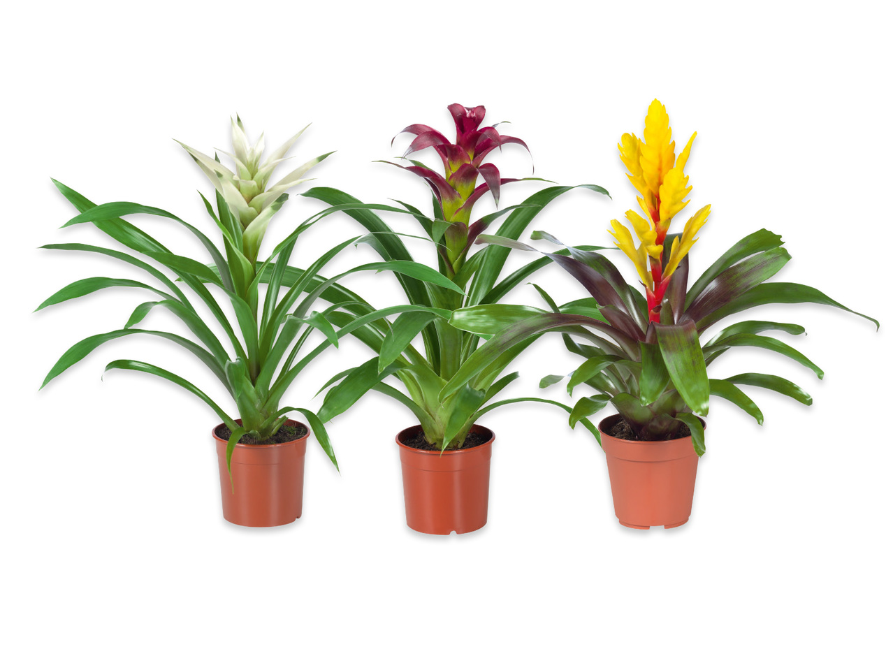 VRIESEA OCH GUZMANIA