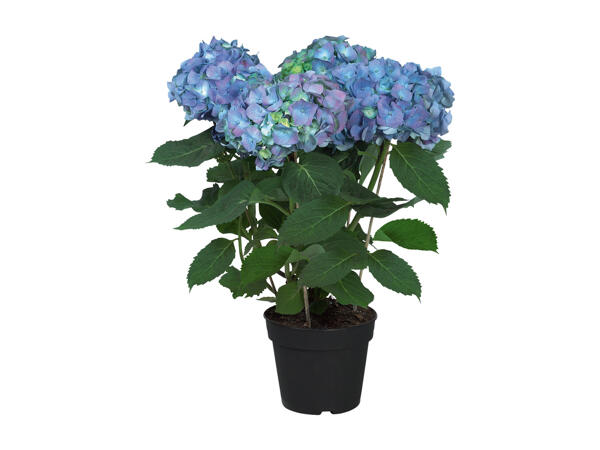 Hydrangeas