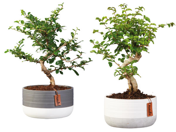 Bonsai in Trendschale