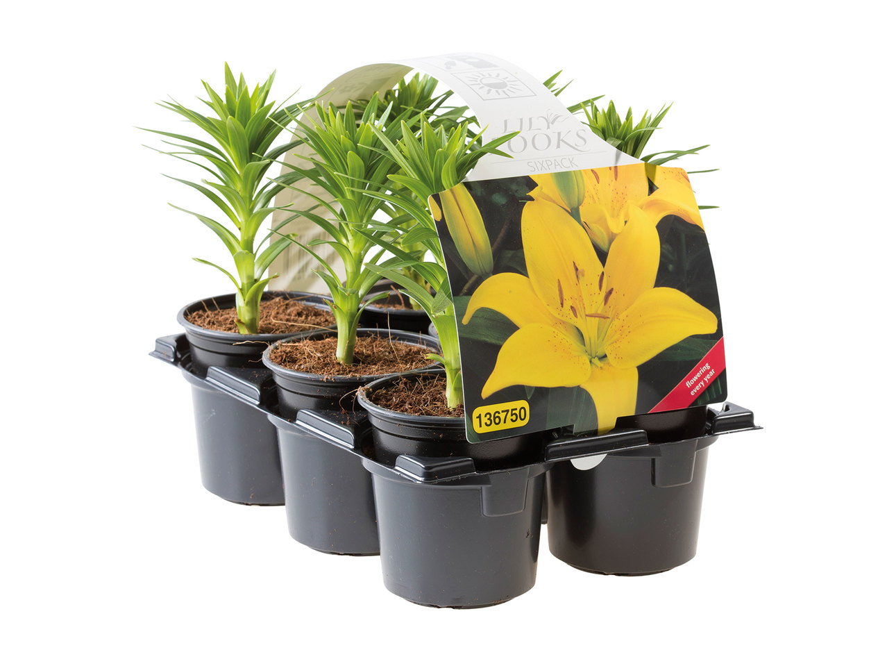 Asiatic Lilies1