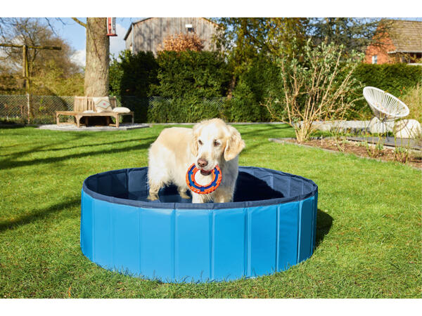 Dog Pool